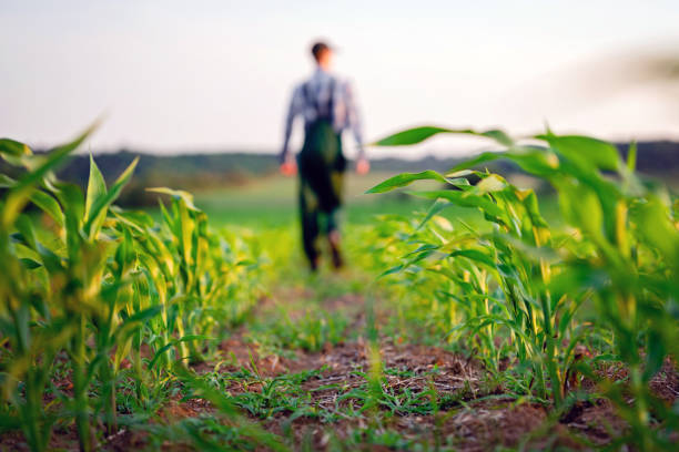 istock Young farmer walking in his corn field 1534051494