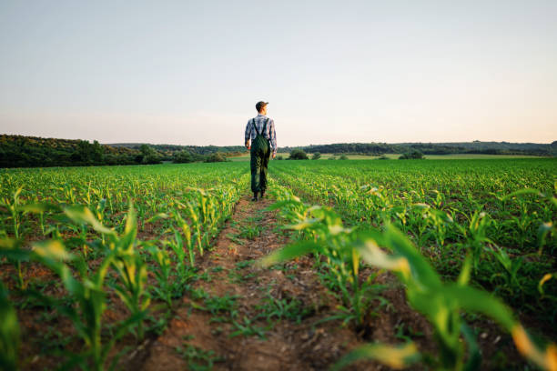 istock Rear view of young farmer walking in his corn field 1534052009
