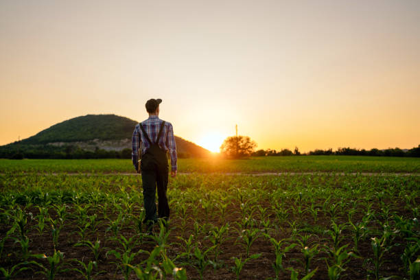 istock Young farmer walking in his corn field during the sunset 1534052549
