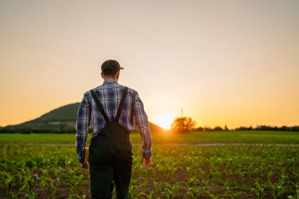 istock Young farmer walking in his corn field during the sunset 1534052564