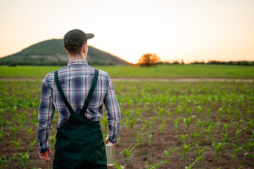 Young farmer standing and looking at the sunset in corn field