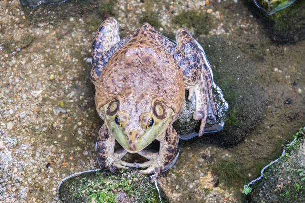 istock Malaysian frog camouflaged in a pond 1534070459