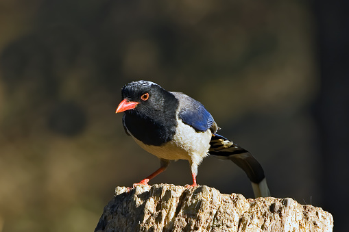 Magpie standing on ground