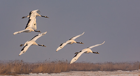 Australian pelicans in flight