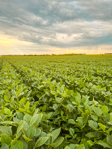 Close-up views of lush green soybean plants in an agricultural field. Green leafy plants are set against a dramatic early morning Summer sky.