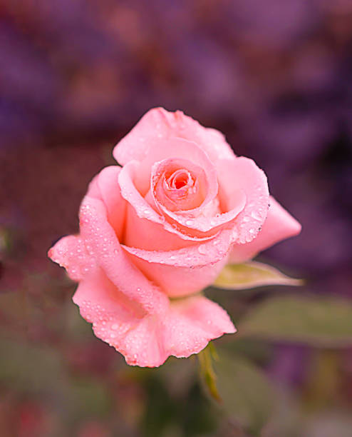 Scarlet Symphony A Captivating Crimson Rose