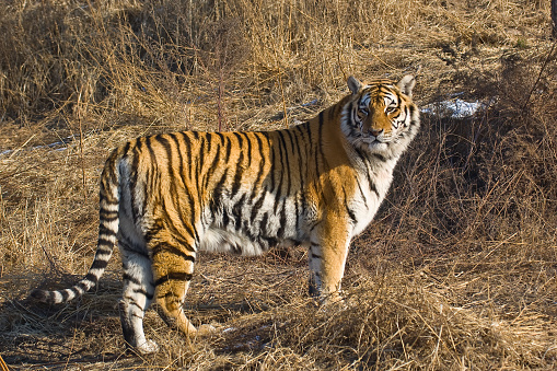 A tiger outdoors