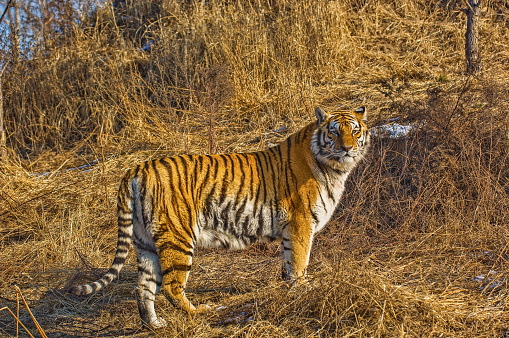 Tiger portrait. It is laying down and staring into the distance. Characteristic pattern and texture of fur are clearly visible.