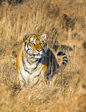 Royal Bengal Tiger closeup of face, Panthera tigris, Panna Tiger Reserve, Madhya Pradesh, India