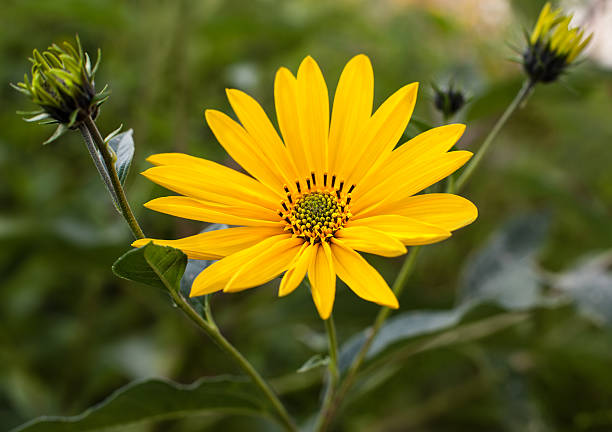 istock Topinambur. Jerusalem artichoke 153408547