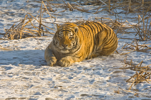The Siberian tiger, or Amur tiger, is a population of the tiger subspecies Panthera tigris tigris native to the Russian Far East, Northeast China.  Harbin, China. Single tiger.