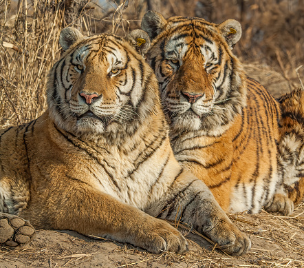 A tigeress with her juvenile cubs (Bengal tigers, also called \