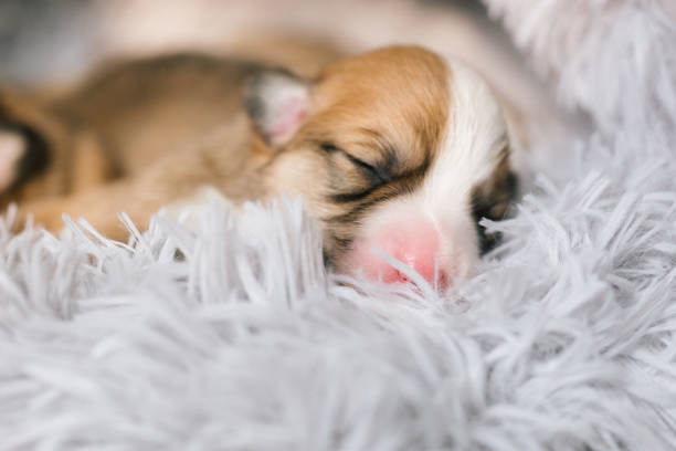 istock sleeping welsh corgi puppies 1534089535