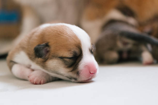 istock sleeping welsh corgi puppies 1534091710