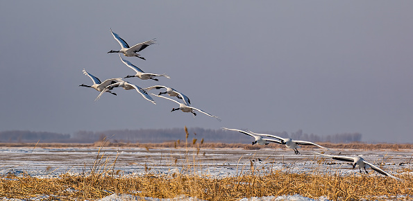The bird is a Swan in flight on an isolated background.