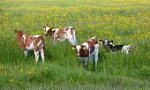 spotted red and white calfs in spring meadow filled with yellow buttercup flowers in holland