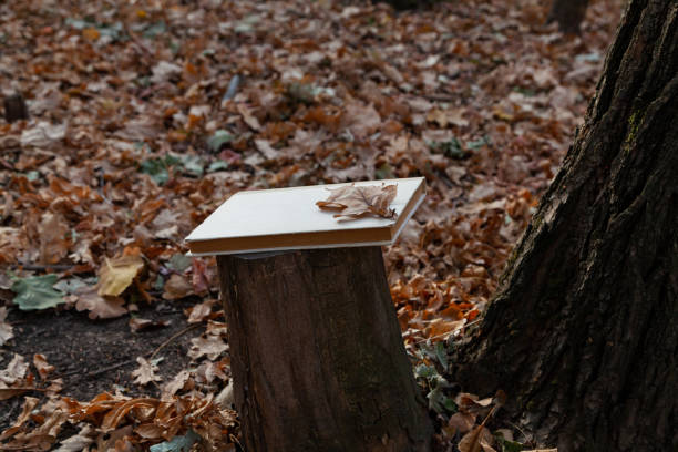 Forgotten book in the forest. There is a closed book on a tree stump in the autumn forest. On top is a dry oak leaf