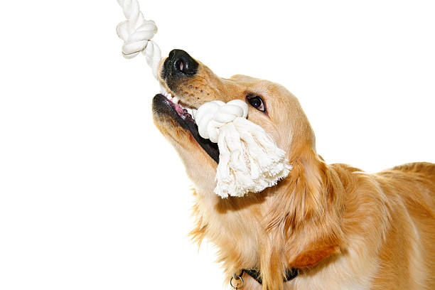 Golden retriever dog biting rope toy