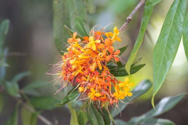 istock Inflorescence of an Ashoka tree, Saraca indica 1534127360