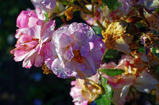 Tea rose flowers in the garden, in summer