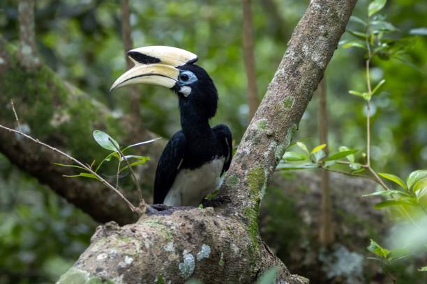 istock Oriental pied hornbill, Anthracoceros albirostris 1534137611