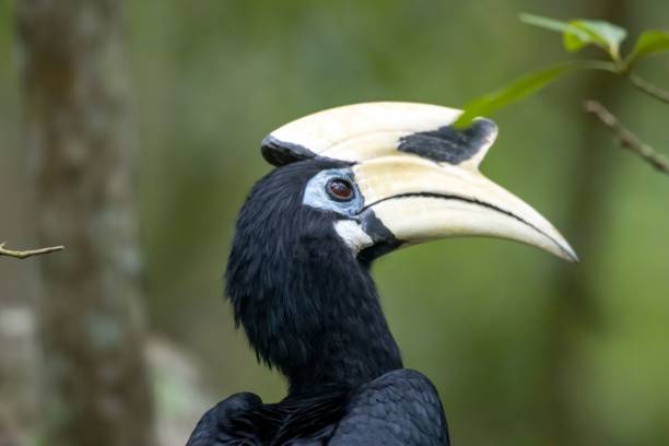 istock Oriental pied hornbill, Anthracoceros albirostris 1534137612