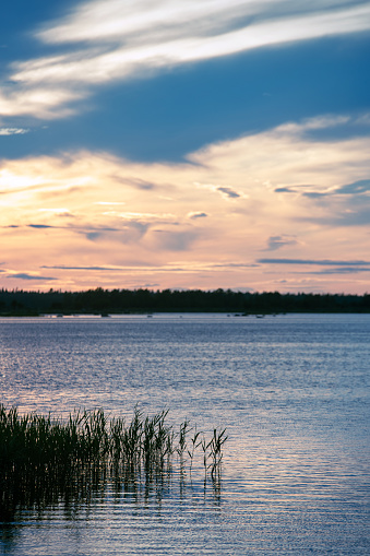 reeds in the sea under a dramatic sky on a Finnish summer evening