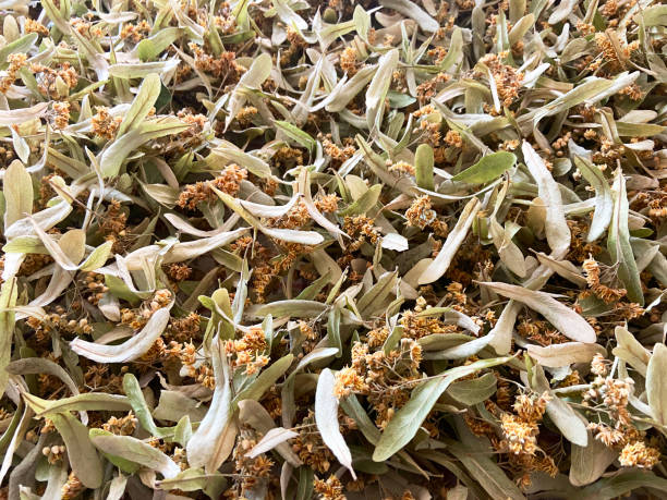 Full frame dried linden leaves and flowers