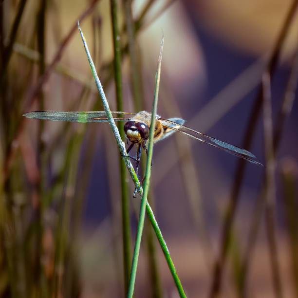 makroansicht einer libelle, die auf zwei grünen stängeln steht - insectoid stock-fotos und bilder