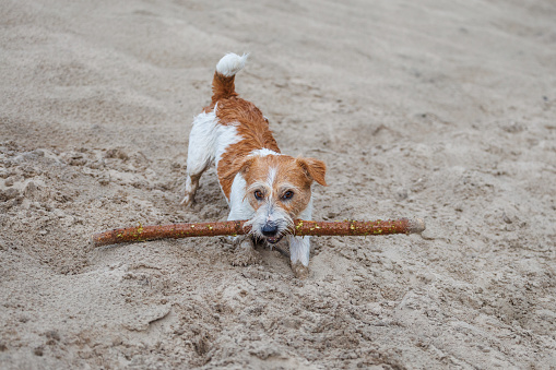 Jack Russell Terrier carries a stick in its mouth. Playing with a dog in the sand.