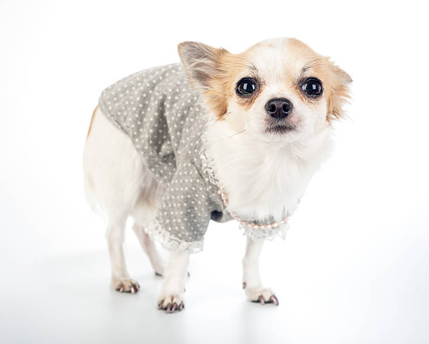 glamour chihuahua perro usando moda vestido con collar de perlas - cool luxury pearl fashion model fotografías e imágenes de stock