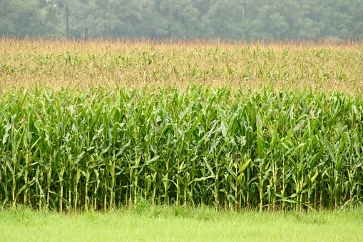 Wheat field by the wayside in Rechlin, Mecklenburg-Vorpommern
