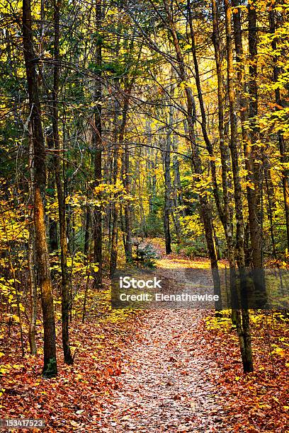 Path In Fall Forest Stock Photo - Download Image Now - Algonquin Provincial Park, Autumn, Beauty In Nature