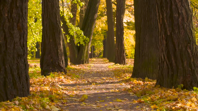 Autumn Alley in Windy Weather