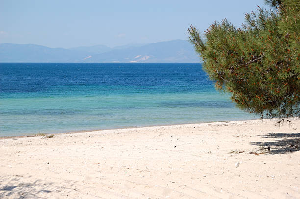 istock Pine tree on a beach at the luxury hotel 153420978