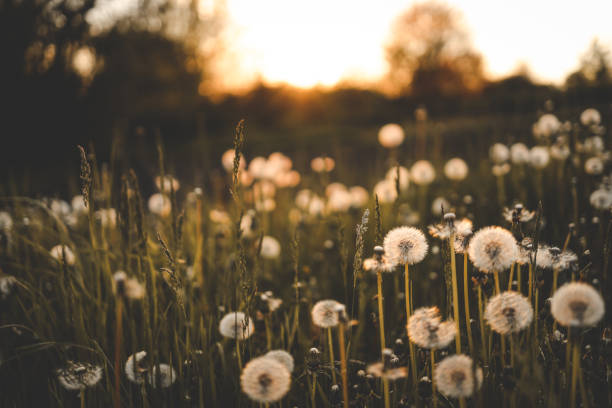 istock Dandelion field at sunset, rural aesthetic 1534215866