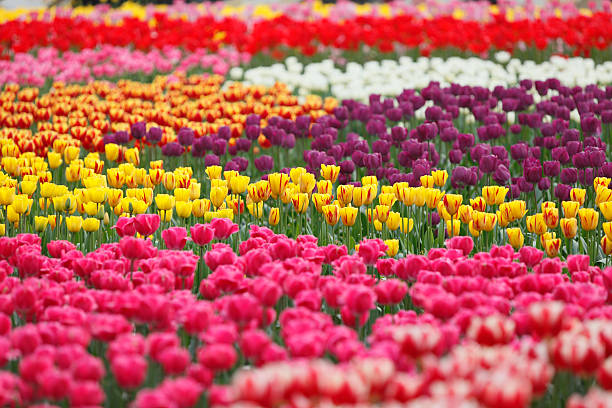 istock Colorful tulips in the garden 153422670