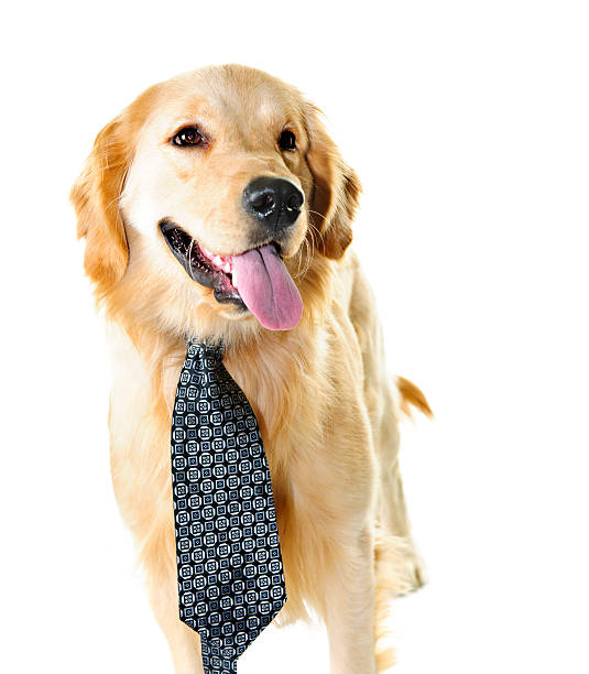 istock Golden retriever dog wearing a tie 153422715