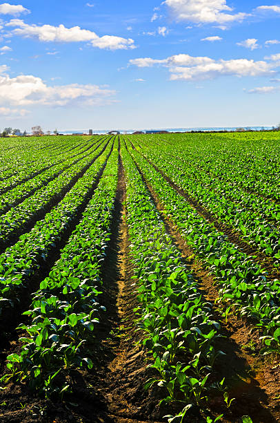 istock Rows of turnip plants in a field 153422753
