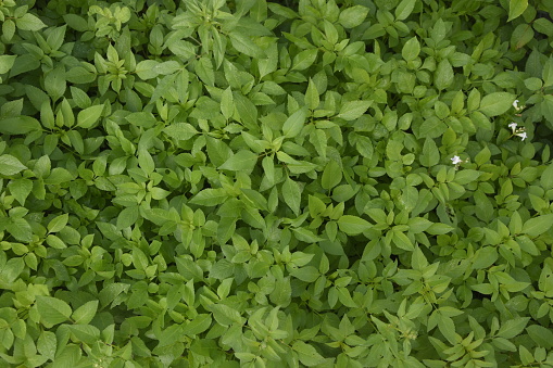 Full frame of green leaves as background