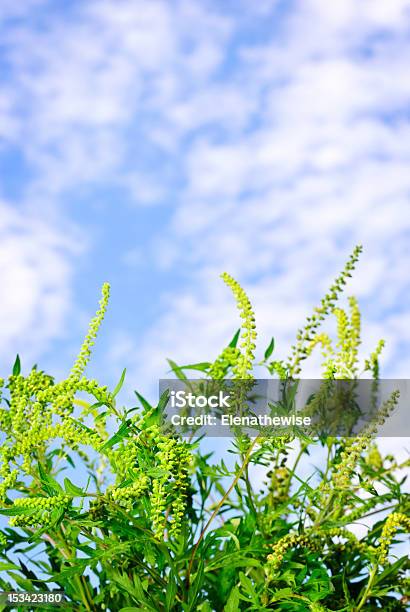 Ragweed Plant Stock Photo - Download Image Now - Bitterweed, Blue, Botany