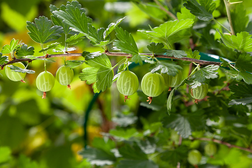Ripe round green gooseberry grows profusely on a branch of a bush with green leaves