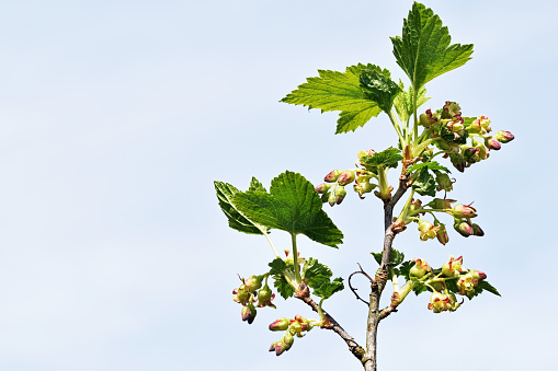 Flowering black currant bush, spring time. Copy space