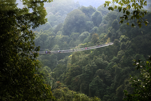 View of tropical rainforest, suspension brigde in the morning ray