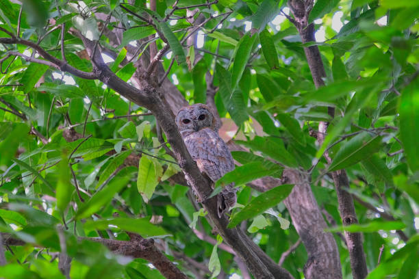 istock Mottled wood owl 1534243179