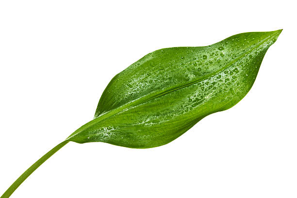 istock green leaf with drops of water 153424970