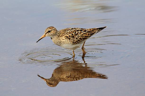 아메리카메추라기도요 (calidris melanotos - 아메리카메추라기도요 뉴스 사진 이미지