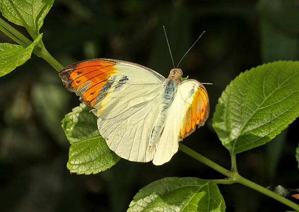 papillon orange géante-tip - hebomoia glaucippe photos et images de collection