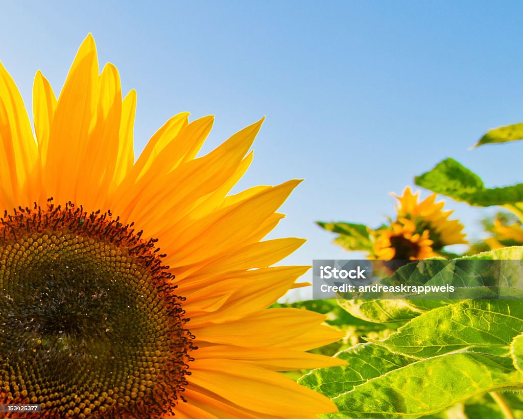 Sunflowers Sunflowers - Close Up Close-up Stock Photo