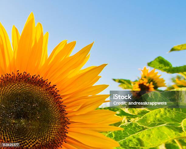 Sunflowers Stock Photo - Download Image Now - Close-up, Common Sunflower, Flower